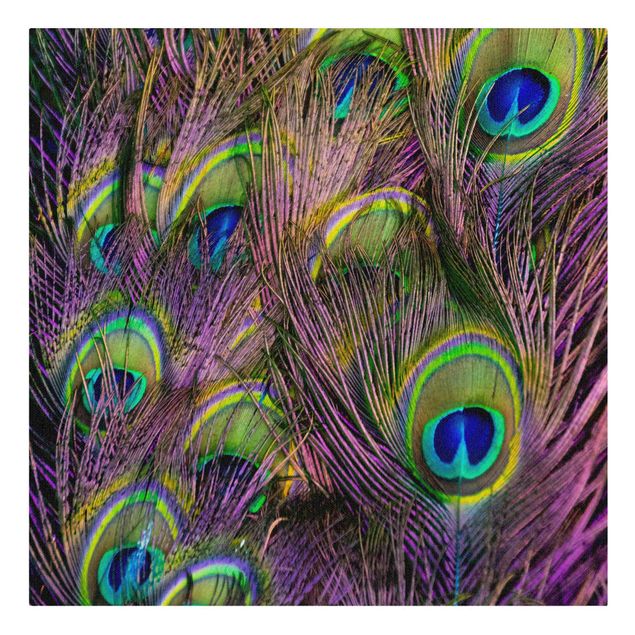 Tableaux Plumes de paon irisées