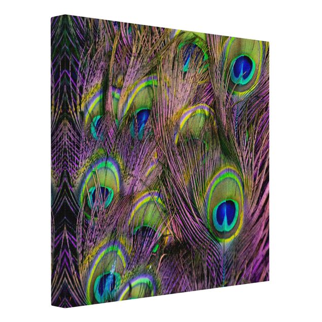 Tableaux toile Plumes de paon irisées