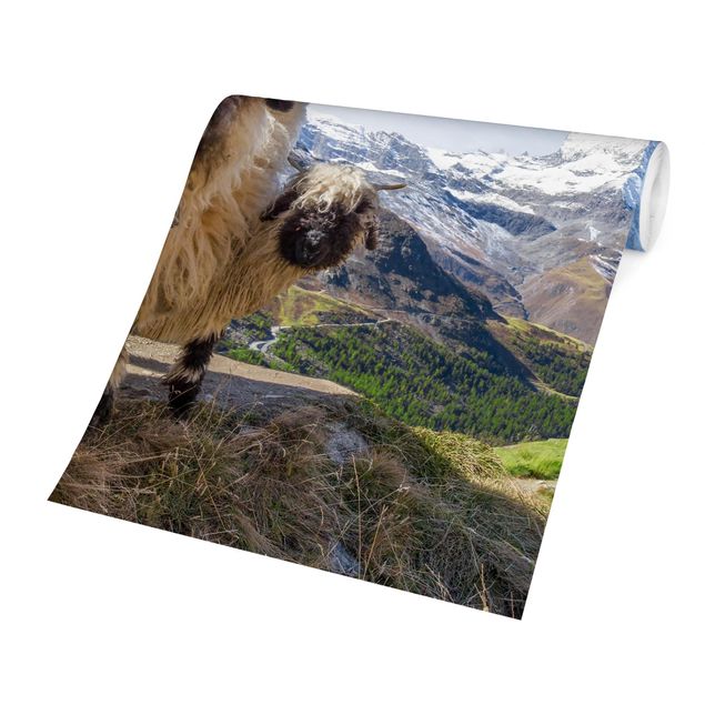 Papier peint panoramique paysage Moutons à nez noir de Zermatt