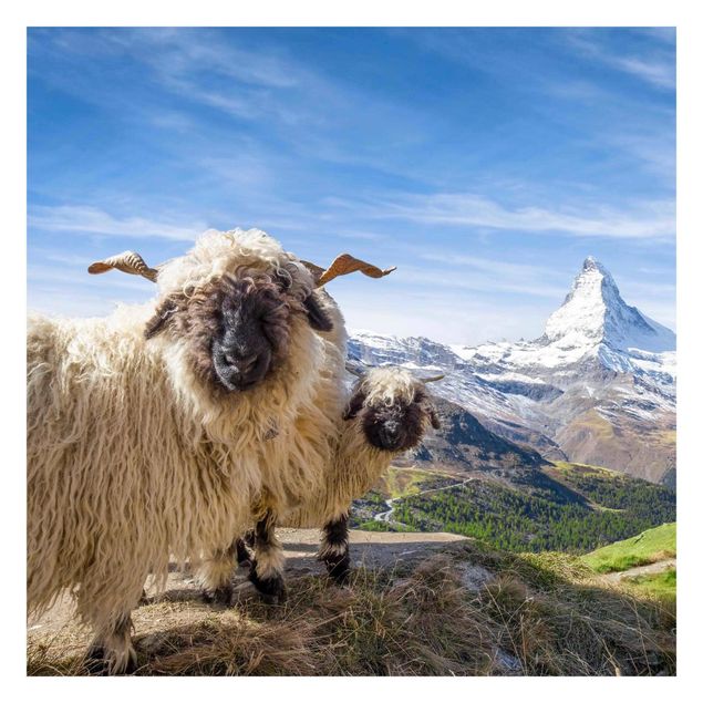 Papiers peints bleu Moutons à nez noir de Zermatt