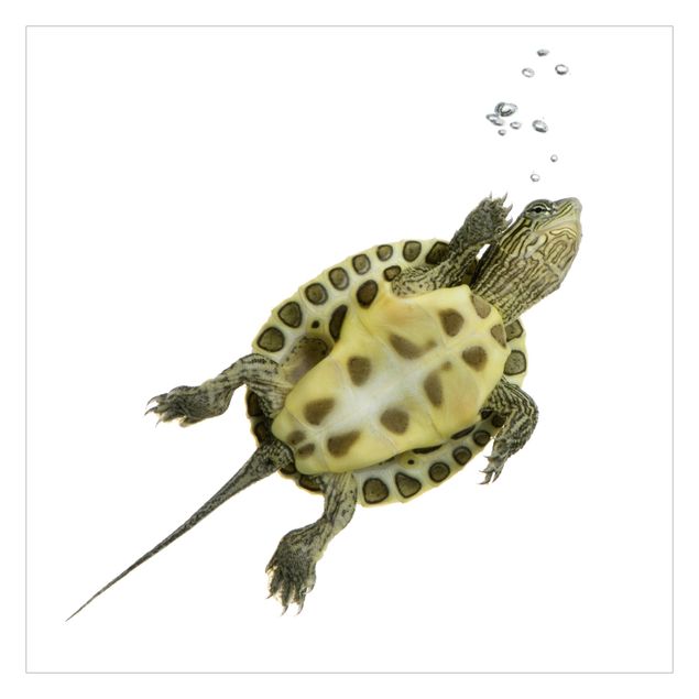 Papier peint - Swimmming Turtle