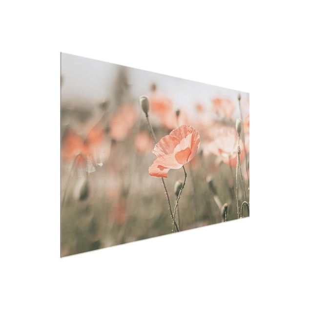 Tableaux en verre fleurs Sun-Kissed Poppy Fields