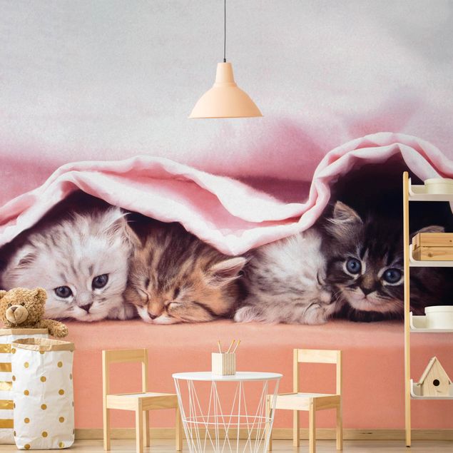 Papier peint chats Sucre et sucre