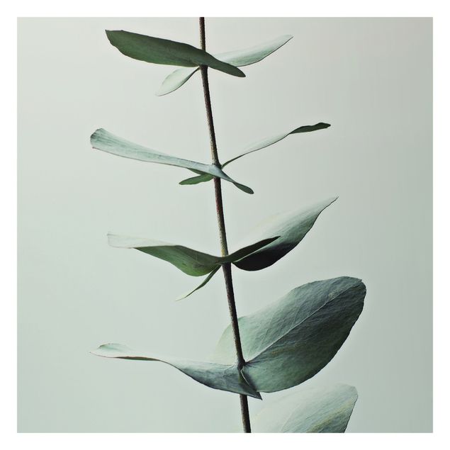 Papier peint - Symmetrical Eucalytus Twig