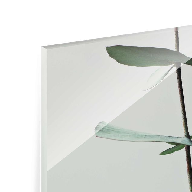 Tableaux en verre magnétique Brindille symétrique d'eucalytus