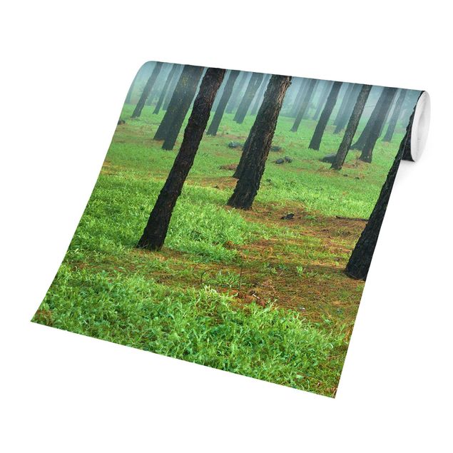 Papier peint vert Forêt profonde avec des pins sur La Palma