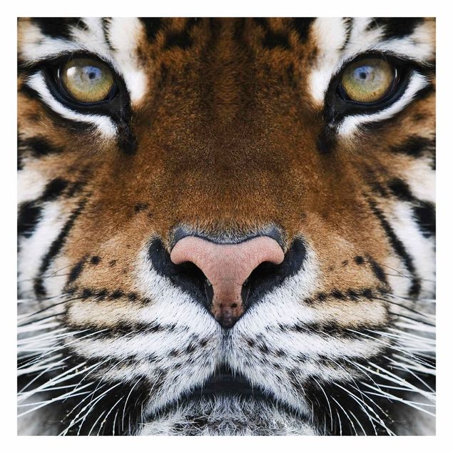 tapisserie panoramique Yeux de tigre