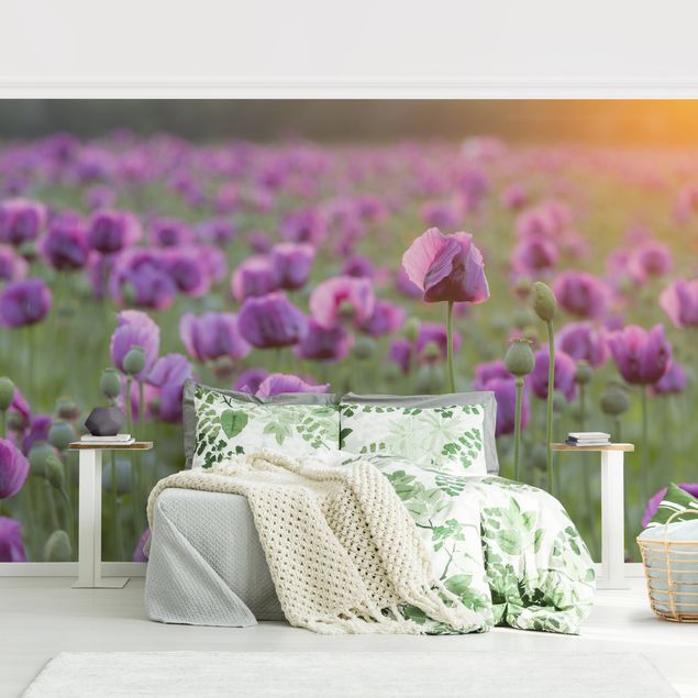 Papiers peints coquelicots Prairie de coquelicots violets au printemps
