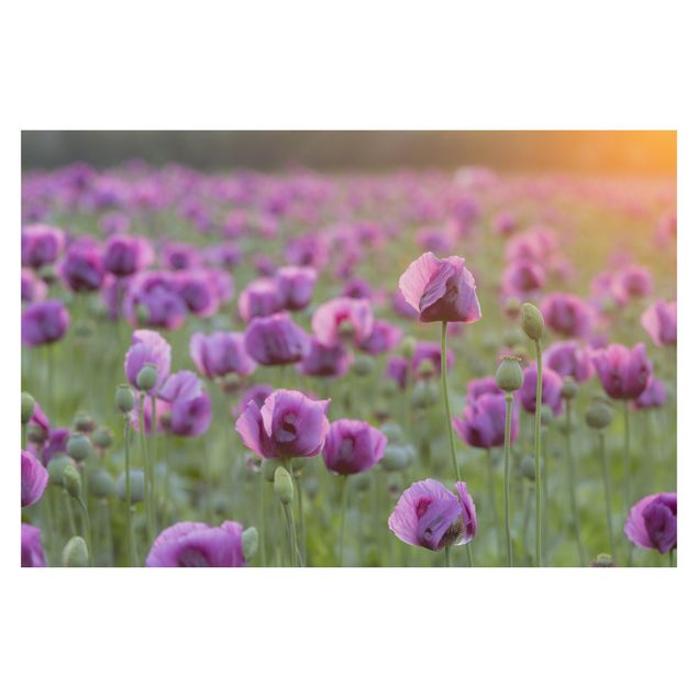 Papier peint panoramique Prairie de coquelicots violets au printemps