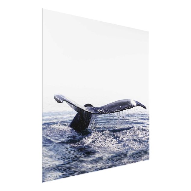 Tableau verre animaux Chant de baleine en Islande