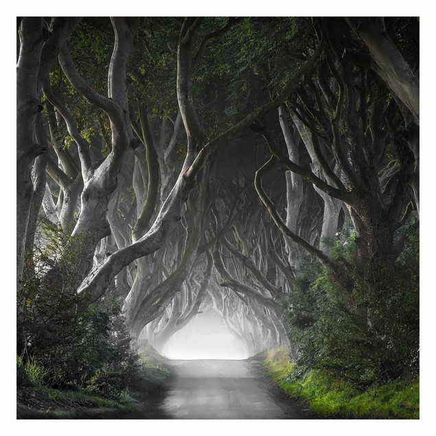 tapisserie panoramique Forêt en Irlande du Nord