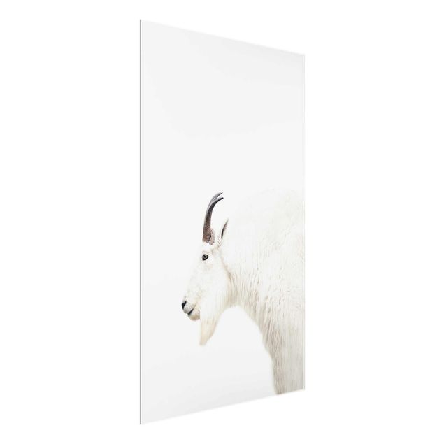 Tableau moderne Chèvre de montagne blanche