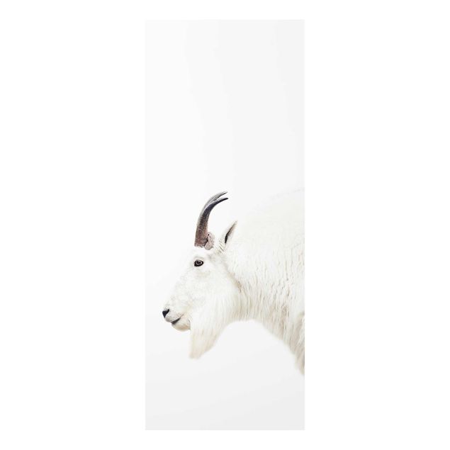 Tableau animaux Chèvre de montagne blanche