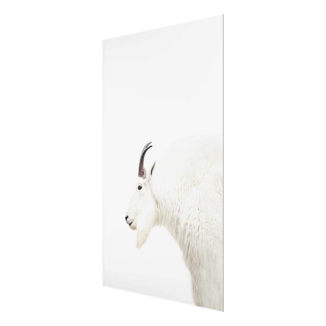 Tableau verre animaux Chèvre de montagne blanche