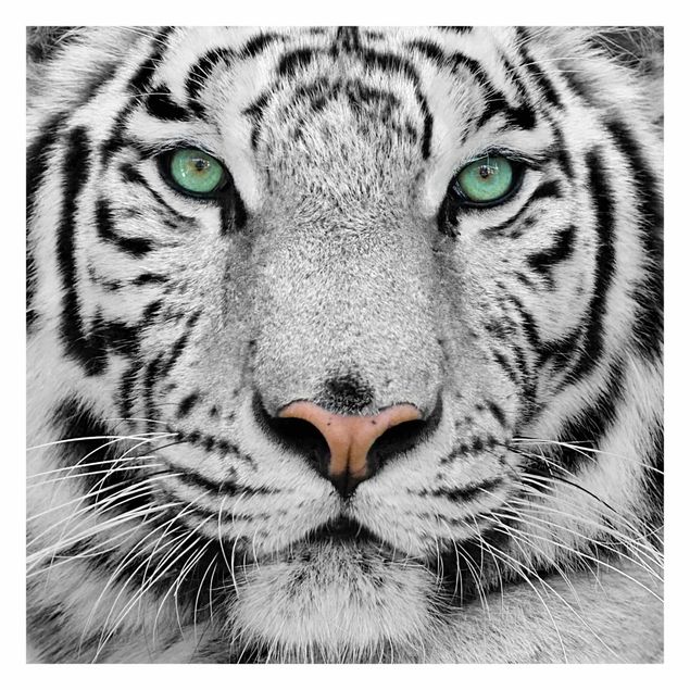 Papier peint animaux Tigre Blanc