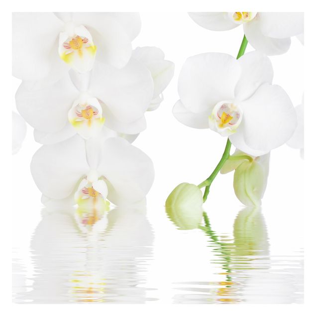 Papier peint - Spa Orchid - White Orchid