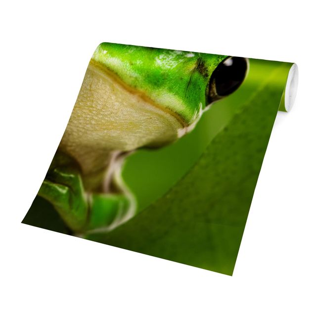 Papier peint - Frog