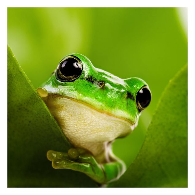 Papier peint - Frog