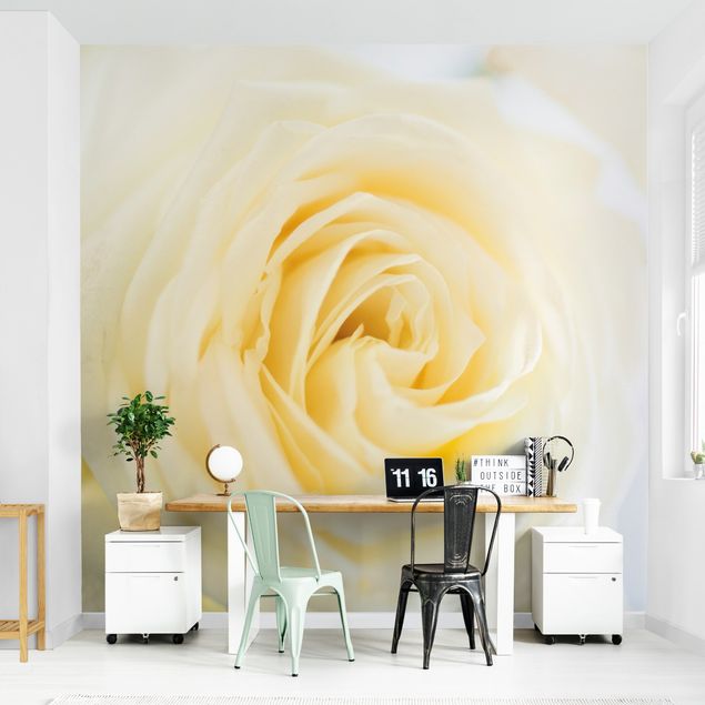 Papier peint floral Rose blanche