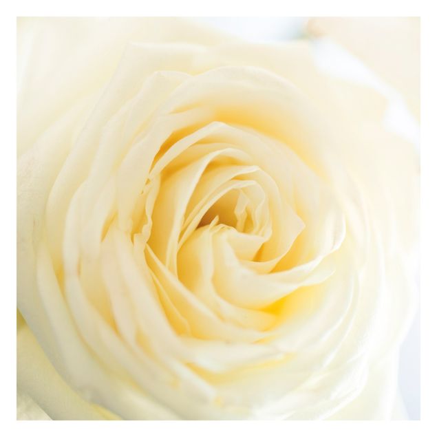 Papier peint - White Rose