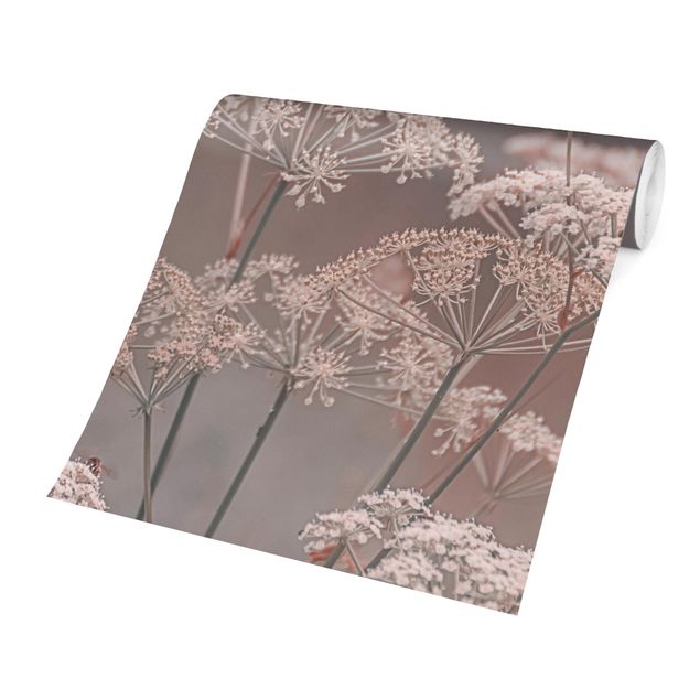 Papier peint panoramique Apiaceae sauvage