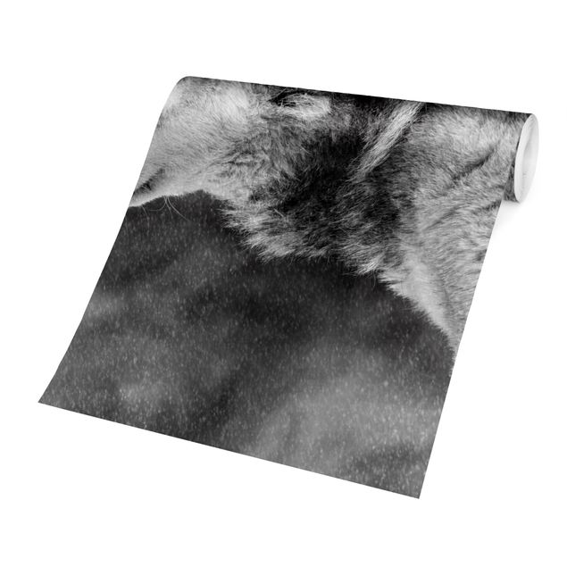 tapisserie panoramique Loup d'hiver