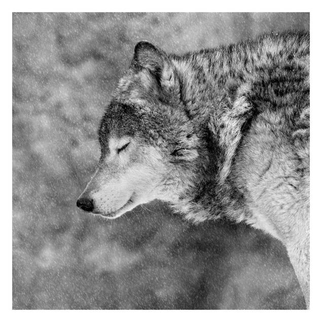 Papier peint - Winter Wolf