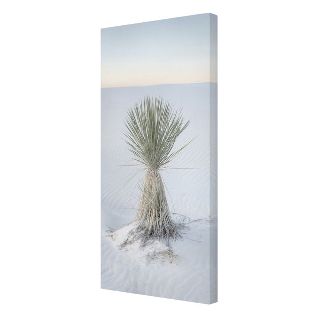 Tableau toile paysage Yucca palm in white sand