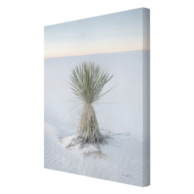 Toile imprimée paysage Yucca palm in white sand