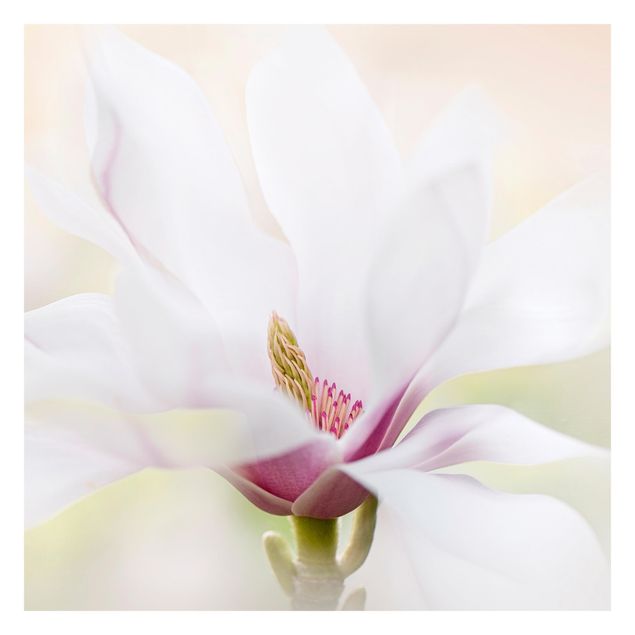 Papier peint adhésif floral - Delicate Magnolia Blossom