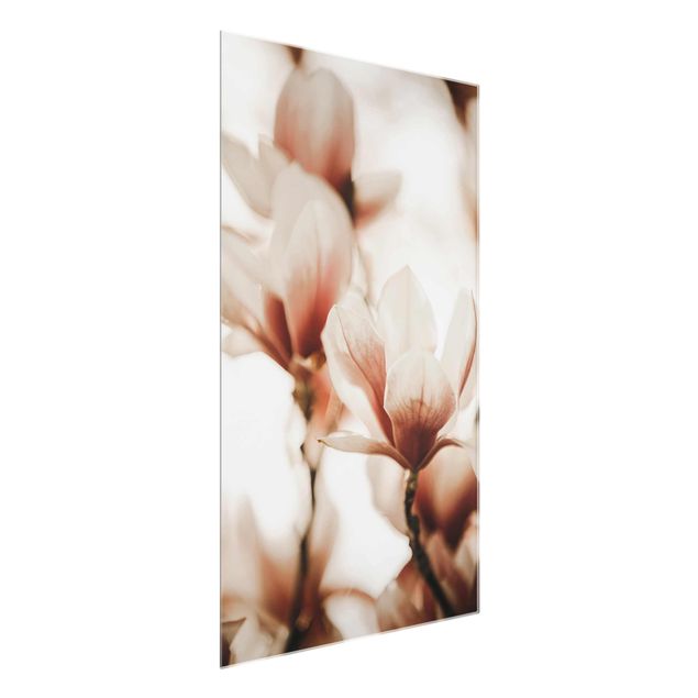 Tableaux fleurs Délicates fleurs de magnolia dans un jeu d'ombres et de lumières