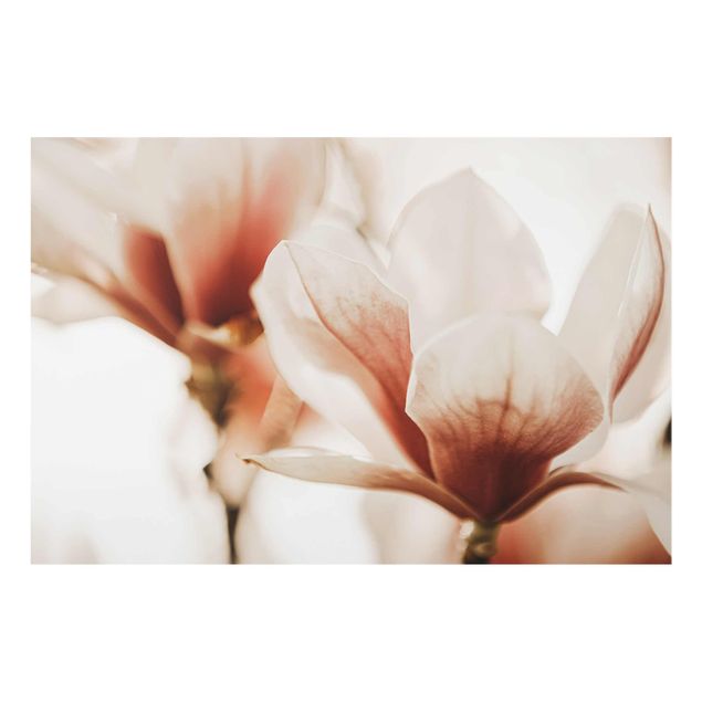 Tableaux rose Délicates fleurs de magnolia dans un jeu d'ombres et de lumières