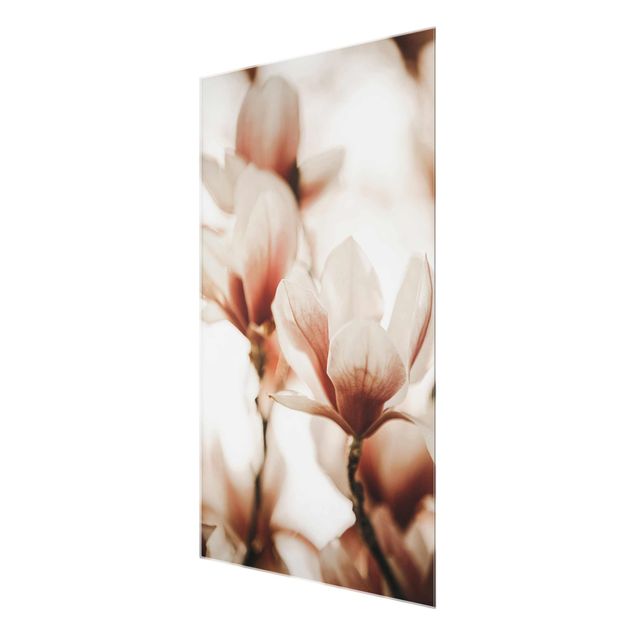 Tableaux Délicates fleurs de magnolia dans un jeu d'ombres et de lumières