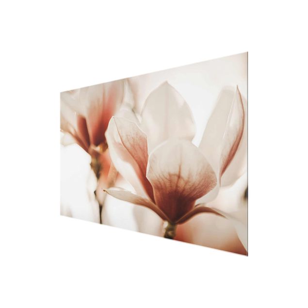 Tableaux Délicates fleurs de magnolia dans un jeu d'ombres et de lumières