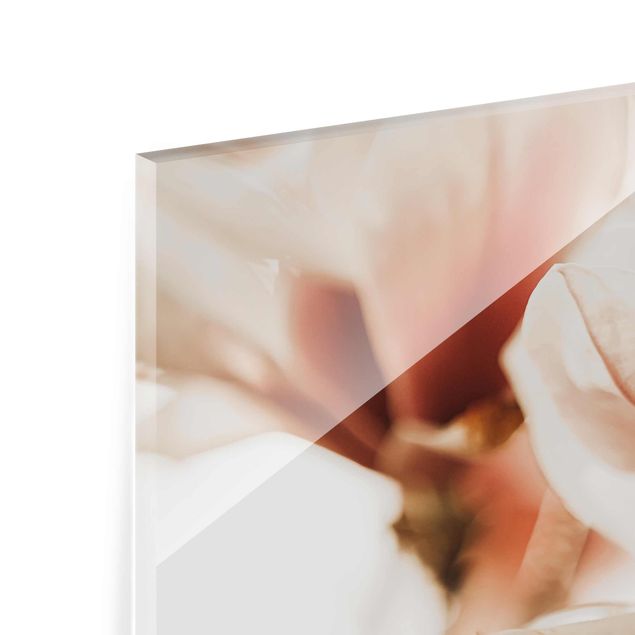 Tableaux en verre magnétique Délicates fleurs de magnolia dans un jeu d'ombres et de lumières