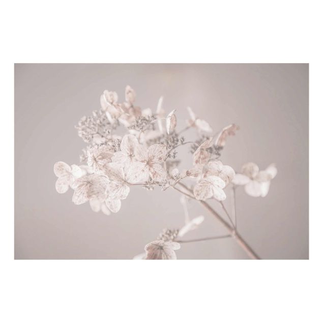 Tableaux muraux Delicate White Hydrangea