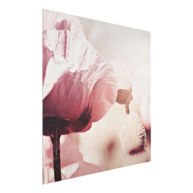 Tableaux en verre fleurs Fleur de coquelicot rose pâle avec gouttes d'eau