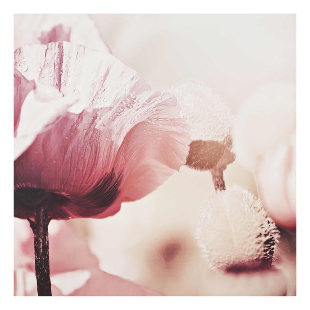 Tableau moderne Fleur de coquelicot rose pâle avec gouttes d'eau
