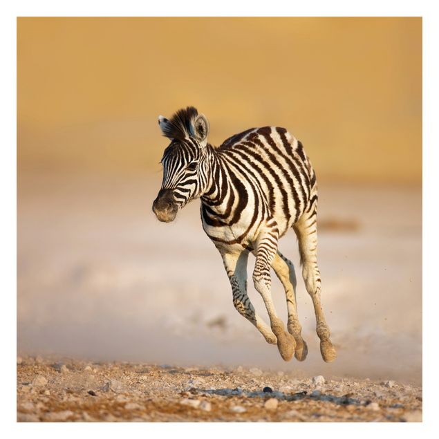 Papier peint - Zebra Foal