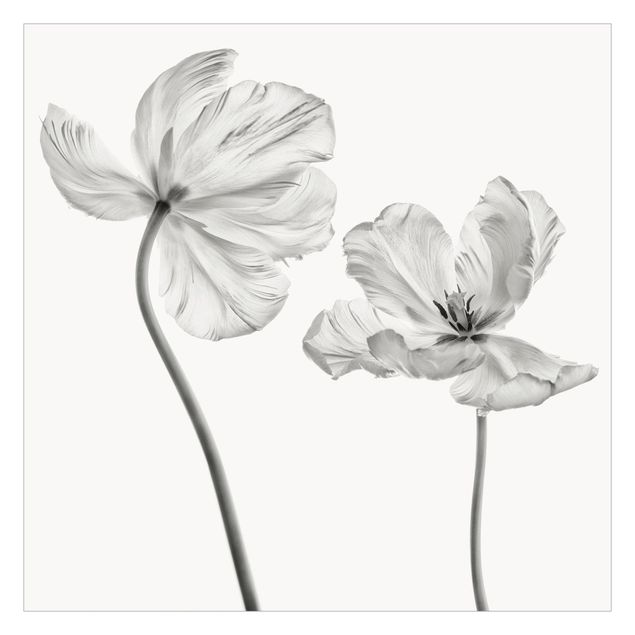 Walpaper - Two Delicate White Tulips