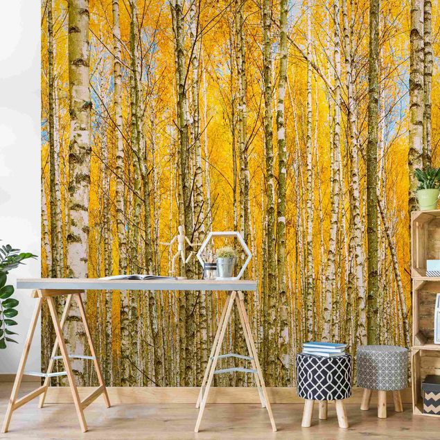 Papiers peints modernes Between Yellow Birch Trees