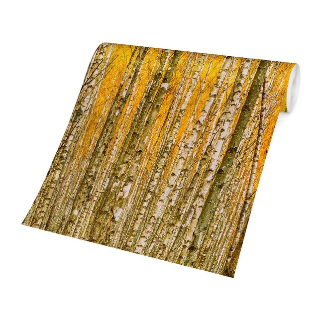 Papiers peints jaunes Between Yellow Birch Trees