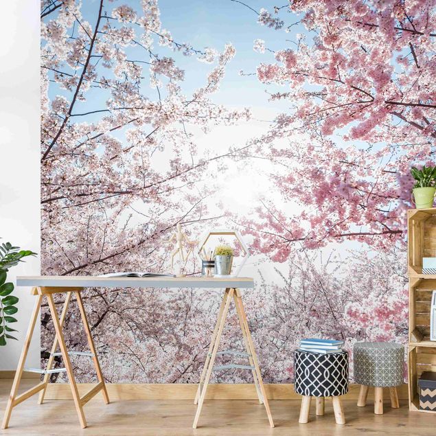Papier peint floral Between Blossoming Cherry Branches
