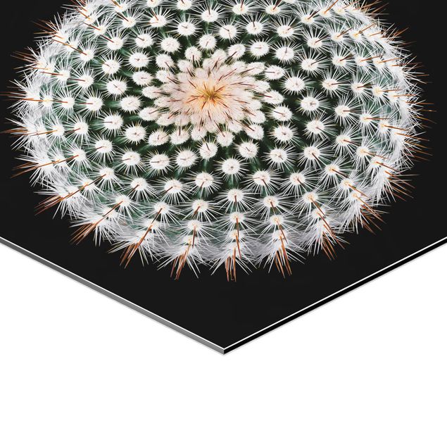 Tableau hexagon Fleur de cactus