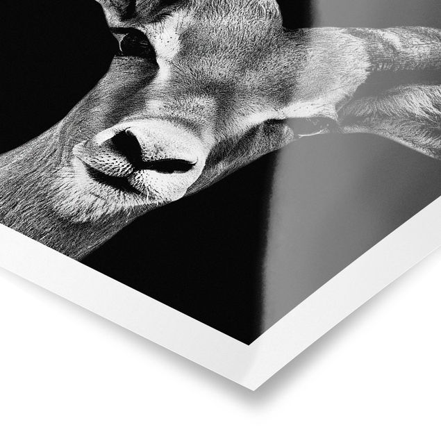 Tableaux muraux Antilope Impala noir et blanc