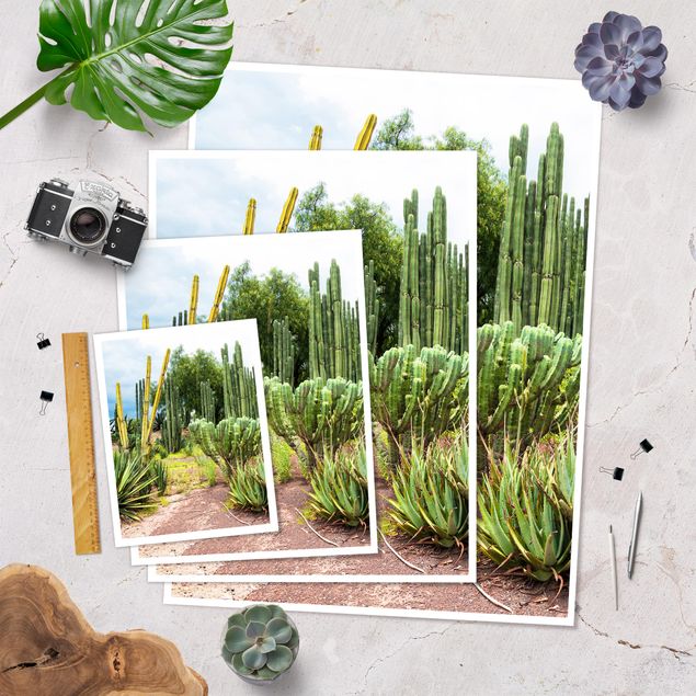 Posters muraux Paysage de cactus