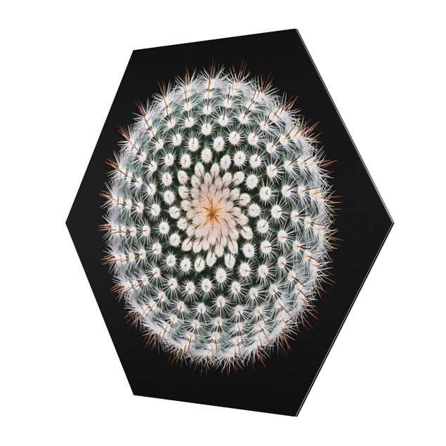 Tableaux muraux Fleur de cactus