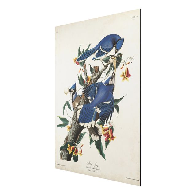 Tableaux animaux Tableau Vintage Blue Jays