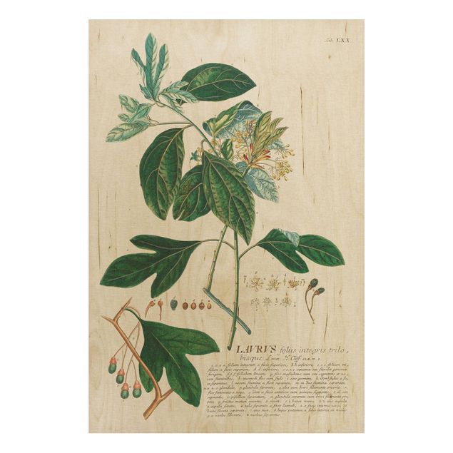 Tableaux en bois avec fleurs Illustration botanique vintage Laurel
