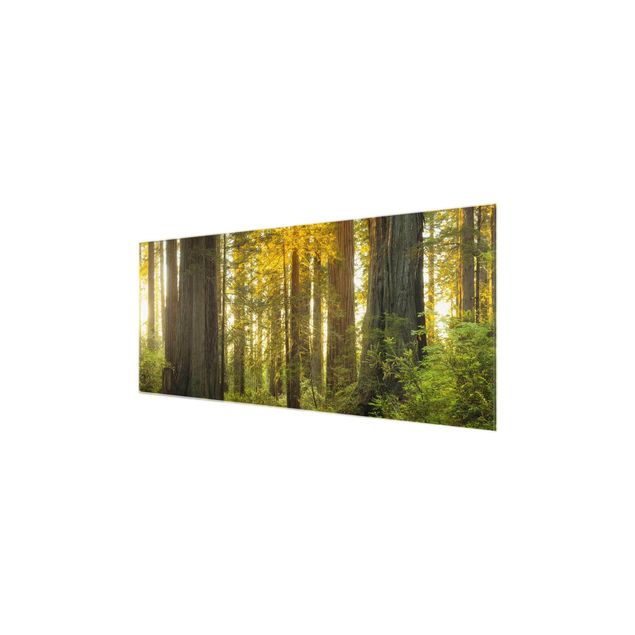 Tableau verre paysage Parc national Redwood